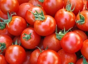 آغاز کاهش نرخ گوجه فرنگی در بازار