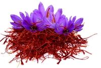 دلالان چینی زعفران ایران را به یغما می‌برند