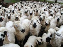 رشد ۳۰۲ درصدی واردات حیوانات زنده در ۶ماهه ۹۸