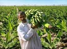 تخریب پایتخت "موز" ایران در سیل سیستان و بلوچستان