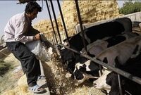 رشد ۲۲ درصدی واردات نهاده‌های دام و طیور به ایران