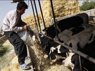 رشد ۲۲ درصدی واردات نهاده‌های دام و طیور به ایران