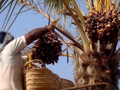 بسیاری از خرماهای صادراتی ما پشت مرزها ماند و به دلیل کرونا صادر نشد