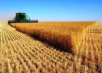 خرید گندم مازاد بر نیاز کشاورزان از ۱.۱ میلیون تن گذشت