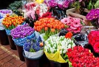  تولید ۴میلیارد گل زینتی در کشور/ رشد ۳۰ درصدی تولیدات گل و گیاه