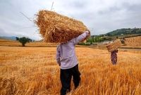  سقوط یک پله‌ای ایران در تولید گندم طی سال ۲۰۱۹ 