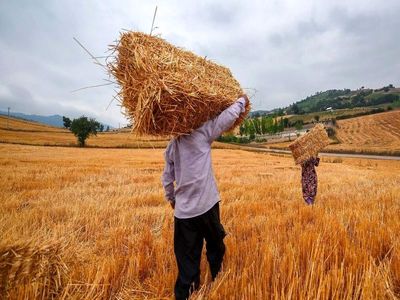  سقوط یک پله‌ای ایران در تولید گندم طی سال ۲۰۱۹ 