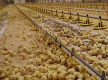 افزایش قیمت مرغ به معدوم‌سازی جوجه‌های یک‌روزه ارتباط دارد