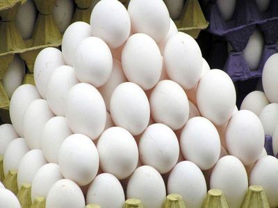  صادرات تخم مرغ نقشی در افزایش قیمت ندارد/ امسال رکورد صادرات تخم مرغ شکست 