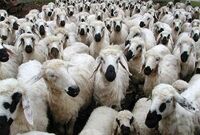 گرانی دلار قاچاق دام زنده به عراق را افزایش داد 