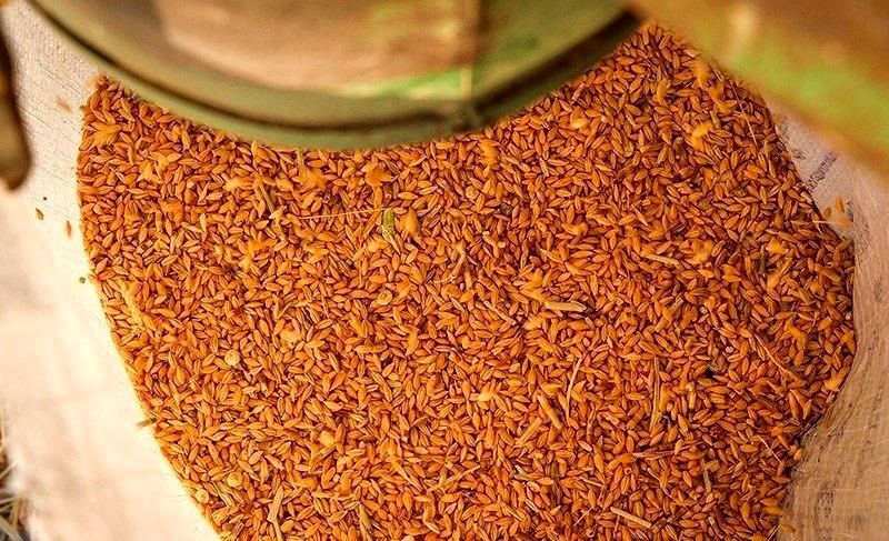  کاهش ۳۱ درصدی واردات نهاده‌های دامی در ۴ ماهه اول سال
