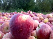 قیمت خرید حمایتی سیب صنعتی و گوجه فرنگی تعیین شد