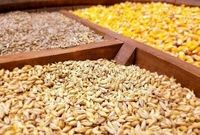 شیوه توزیع ۳ میلیون تن ذرت و سویایی که با ارز دولتی وارد شده مشخص نیست و اغلب به بازار سیاه رفته‌اند