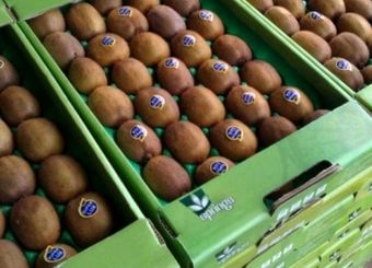 صادرات کیوی تا ۱۵ مهر ماه ممنوع است