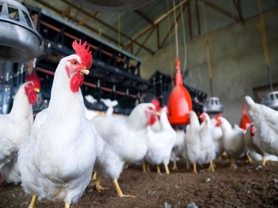 عدم حمایت دولت‌های مختلف جلوی تولید مرغ با نژاد ایرانی را گرفته است