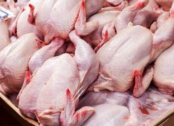 مرغ با قیمت مناسب را از کجا تهیه کنیم؟