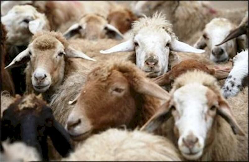 سهم عشایر در تولید محصولات پروتئینی کشور به 190 هزار تن رسید/74 درصد درآمد عشایر از دامپروری است