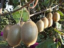 وارد کردن کیوی به معنای دهن کجی به تولید داخلی است/ نیازی به واردات حتی یک کیلو کیوی هم نداریم