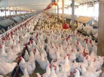 آنفولانزا به صنعت مرغ تخم‌گذار 2 هزار میلیارد تومان خسارت زد
