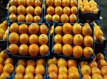 برای تأمین بازار شب عید 40 هزار تن پرتقال خریداری می شود
