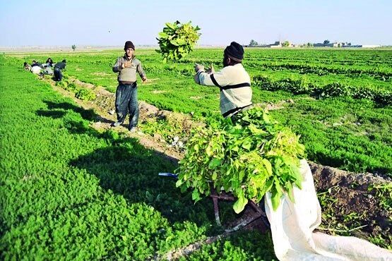 واگذاری سازمان مرکزی تعاون روستایی بر مبنای اصل ۴۴ است