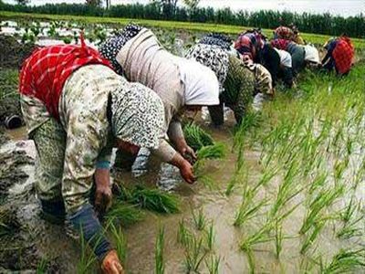 برنج کاران استان های غیراز شمال ایران حمایت نمی شوند/تولید ابریشم کاهش یافت