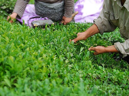 چای خشک از پرداخت مالیات بر ارزش افزوده معاف شد
