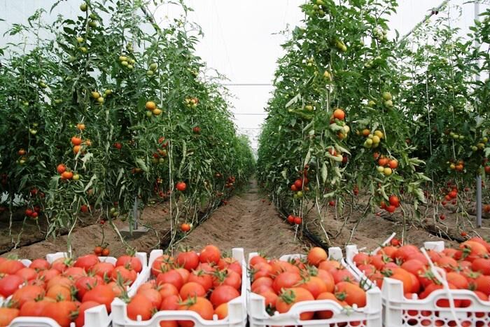 700 هکتار از اراضی گلخانه ای به سرمایه گذاران واگذار شد