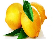 بیماری جاروک چندین هزار هکتار از لیموترش‌های جنوب کشور را نابود کرد