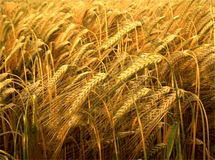 سال تمام شد؛ نرخ خریدتضمینی محصولات کشاورزی اعلام نشد/ بی‌توجهی آشکار دولت به حقوق کشاورزان