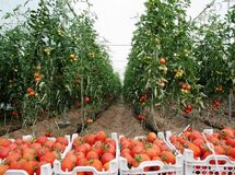 برای  توسعه زیرساخت های شهرک های کشاورزی 400 میلیون دلار نیاز است
