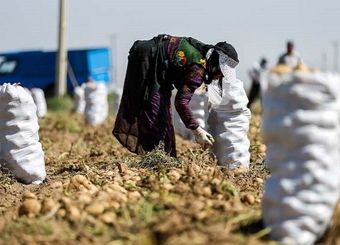 کاهش ۸۵۰ هزار نفری شاغلان روستاها در دو سال اخیر