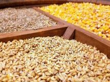 بانک مرکزی ارز بدهد کمتر از یک ماه نهاده‌های دامی مورد نیاز را تامین می کنیم
