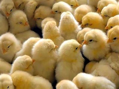 قاچاق جوجه یک روزه به یک میلیون قطعه رسید