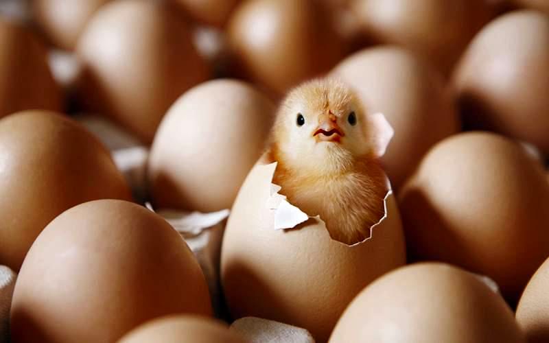  میزان جوجه ریزی در اردیبهشت ماه کاهشی بوده است