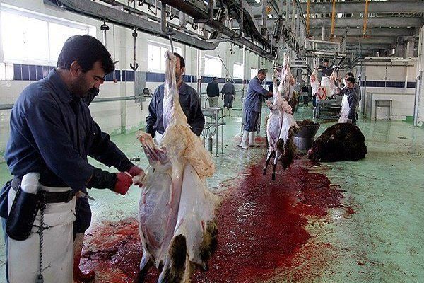 افزایش ۸۸ درصدی کشتار گوسفند و بره در کشتارگاه‌های کشور طی خرداد ۱۴۰۰