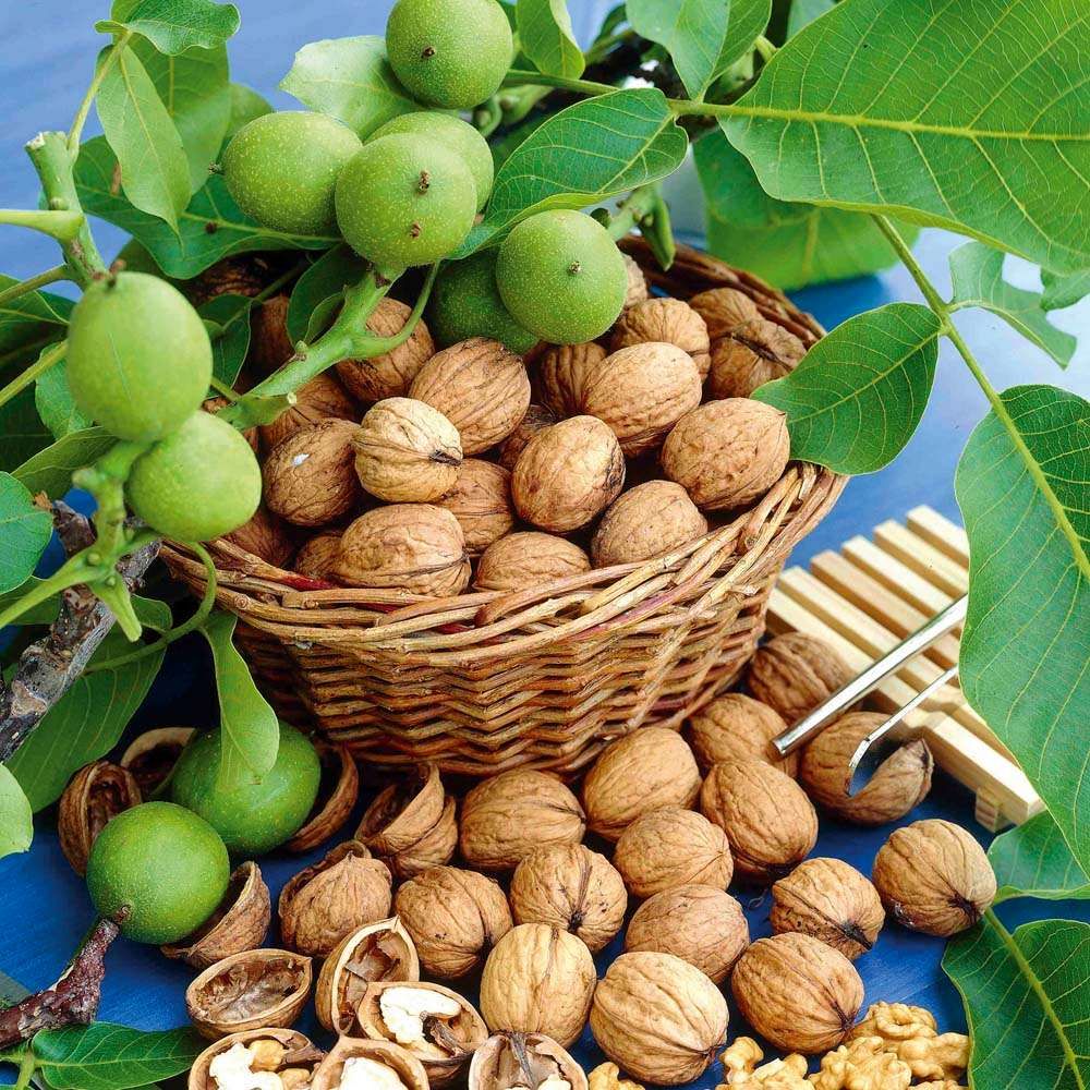 بازار پر از گردوهای اوکراینی و آمریکایی!/ گردوی کیلویی ۱۴۰ هزار تومان، کار دلال‌هاست