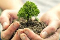 رشد ۷۷۰ درصدی واردات بذر و درختچه‌های زینتی در سال ۱۴۰۰