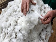 واردات ۱۰۰۰ تن پشم در ۵ ماهه امسال