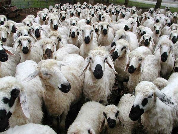 اغلب واکسن‌هایی که به دام‌ها می‌زنند آب مقطر است