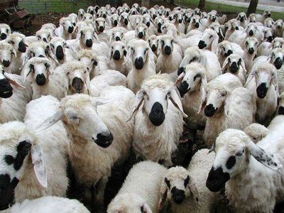 اغلب واکسن‌هایی که به دام‌ها می‌زنند آب مقطر است