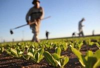 مبارزه با قاچاق با رویکرد اشتغال‌زایی در کشاورزی