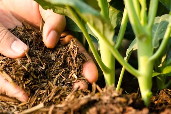 چین و هند قیمت مواد اولیه کود را ۵٠ درصد افزایش دادند اما هنوز تأثیرش در بازار کود ایرانی مشاهده نشد