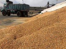 رشد ارزشی واردات نهاده دامی به ۵۵ درصد رسید