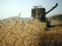 نرخ ۱۱۵۰۰ تومانی خرید تضمینی گندم برای امسال