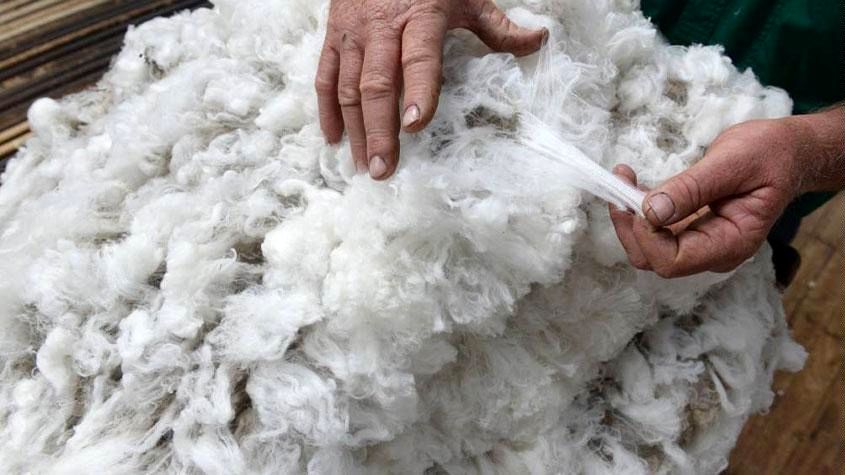 واردات ۲۶۰۰ تن پشم در سال ۱۴۰۰