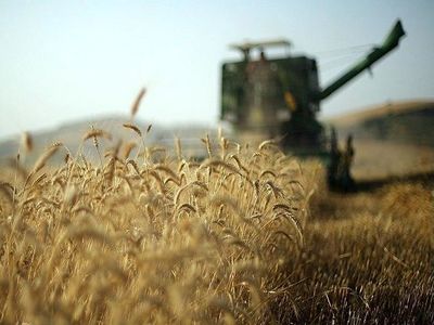 واردات ۷۶۳ هزار تنی گندم در فروردین/ رشد ۳۳ درصدی قیمت وارداتی