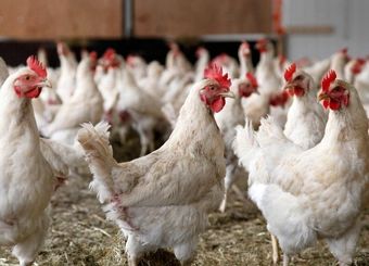 حضور میدانی خبرنگار «نود اقتصادی» در میان مرغداران معترض به گرانی و کمبود نهاده دامی