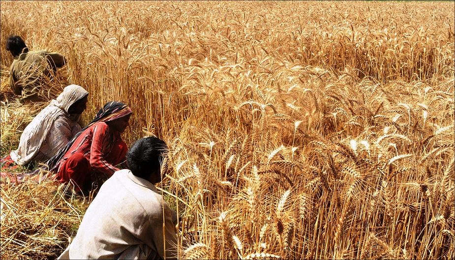 ۸۳ درصد از ارزبری واردات بخش غذا و کشاورزی ایران مربوط به اقلام زراعی است
