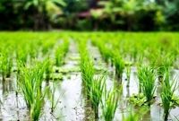 دلالان برنج‌ها را در زمان برداشت از کشاورزان می خرند